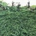 Можжевельник горизонтальный Панкейк