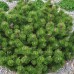 Сосна горная Клостергрюн Сосна горная Клостергрюн