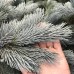 Ель Энгельмана Глаука