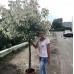 Клен ясенелистный Фламинго Клен ясенелистный Фламинго