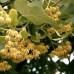 Липа мелколистная Гринспайер