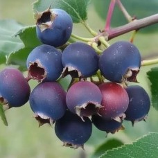Ирга ольхолистная Нортлайн