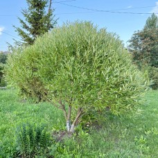 Ива ломкая Булата