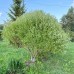 Ива ломкая Булата