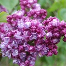 Сирень Комсомолка