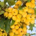 Яблоня декоративная Голден Хорнет  