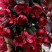 Яблоня декоративная Роялти Яблоня декоративная Роялти
