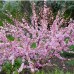Миндаль трёхлопастной Веснянка