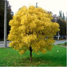 Ясень Золотистый (Золотокорый)
