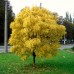 Ясень Золотистый (Золотокорый)