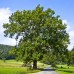 Ясень обыкновенный Ясень обыкновенный