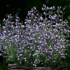 Душевник котовниковый Блю Клауд Душевник котовниковый Блю Клауд