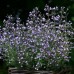 Душевник котовниковый Блю Клауд Душевник котовниковый Блю Клауд