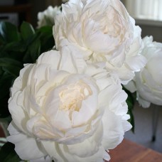 Пион Эльза Сасс Пион Эльза Сасс