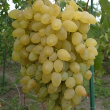 Виноград Зарница