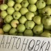 Яблоня Антоновка