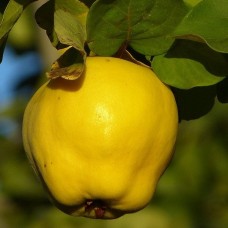 Айва Яблочная