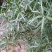 Облепиха Алей (мужская) Облепиха Алей (мужская)