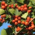 Боярышник обыкновенный Шамиль