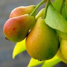 Груша Просто Мария 