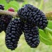 Шелковица чёрная