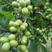 Орех Грецкий Орех Грецкий