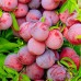 Слива китайская Розовый шар