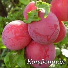 Слива Конфетная 