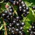 Смородина черная Зелёная Дымка Смородина черная Зелёная Дымка