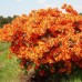 Азалия листопадная Гибралтар