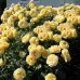 Роза шраб София Ренессанс  