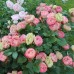 Роза флорибунда Акрополис Роза флорибунда Акрополис