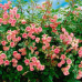 Роза спрей Мими Эден Роза спрей Мими Эден
