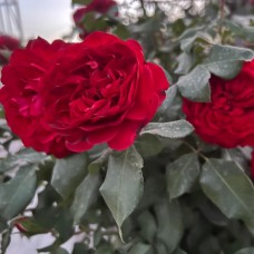 Роза флорибунда Ред Мейлав Роза флорибунда Ред Мейлав