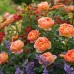 Роза английская Леди оф Шалот Роза английская Леди оф Шалот