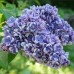 Сирень Ами Шотт Сирень Ами Шотт