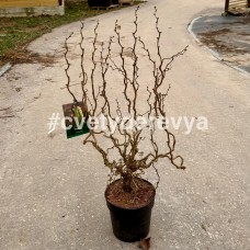 Лещина обыкновенная Медуза
