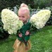 Гортензия метельчатая Геркулес