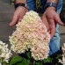 Гортензия метельчатая Литл Фреско НОВИНКА!!! Гортензия метельчатая Литл Фреско НОВИНКА!!!