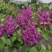 Сирень Знамя Ленина Сирень Знамя Ленина