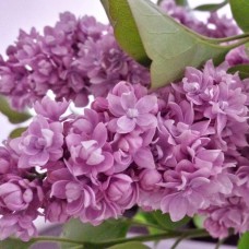 Сирень Русская песня Сирень Русская песня