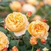 Роза английская Роальд Даль