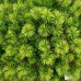 Сосна горная Офир Сосна горная Офир