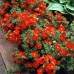 Лапчатка кустарниковая Ред Айс