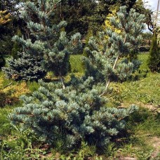 Сосна мелкоцветковая Глаука Сосна мелкоцветковая Глаука
